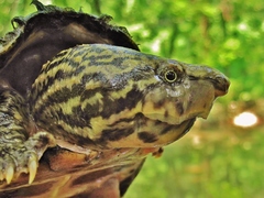 Sternotherus peltifer