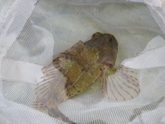Taurulus bubalis