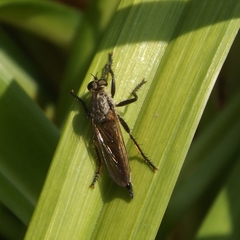 Eutolmus rufibarbis