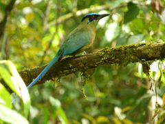 Momotus aequatorialis