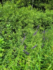 Aconitum firmum, photograph Dmitriy Bochkov, CC BY, iNaturalist via GBIF
