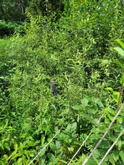 Aconitum firmum, photograph Dmitriy Bochkov, CC BY, iNaturalist via GBIF