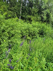 Aconitum firmum, photograph Dmitriy Bochkov, CC BY, iNaturalist via GBIF