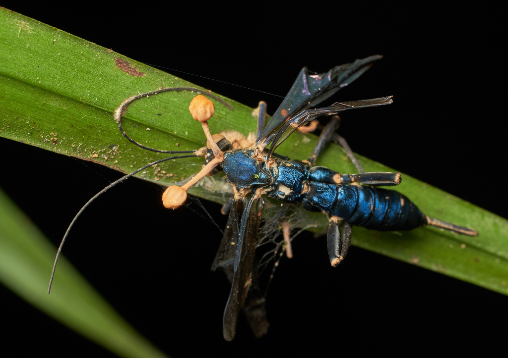 Ophiocordyceps sphecocephala