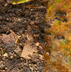 Eciton burchellii parvispinum