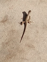 Sceloporus occidentalis