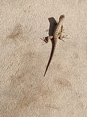 Sceloporus occidentalis