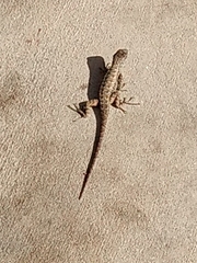 Sceloporus occidentalis