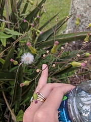 Emilia sonchifolia image