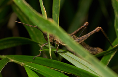 Leptalacris fastigiata