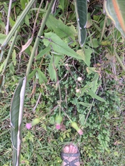 Emilia sonchifolia image