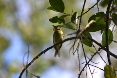 Tolmomyias sulphurescens