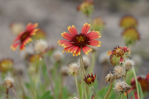 Gaillardia pulchella