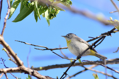 Leiothlypis virginiae