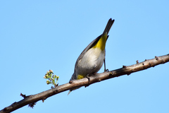 Leiothlypis virginiae
