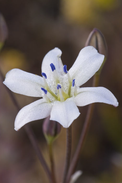 Triteleia lilacina