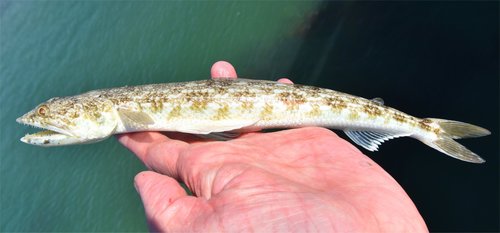 Inshore Lizardfish