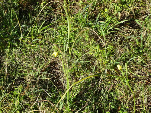 Image of Moraea collina by (c) Shaun Swanepoel, some rights reserved (CC BY)