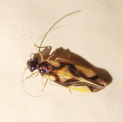 Psocetae