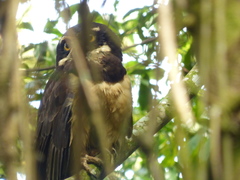 Pulsatrix perspicillata