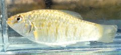 Floridichthys carpio