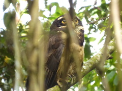 Pulsatrix perspicillata