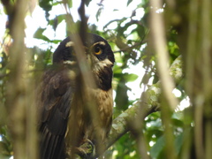 Pulsatrix perspicillata