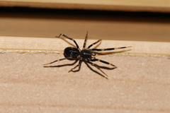 Liophrurillus flavitarsis