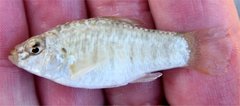 Floridichthys carpio