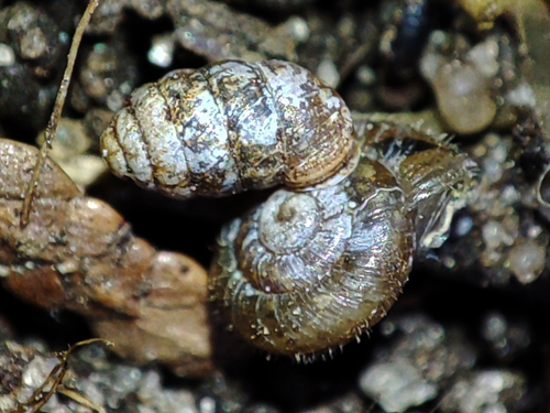 Moss Chrysalis-snail, Бородянський район, Київська обл., Україна, photo 4 of 10