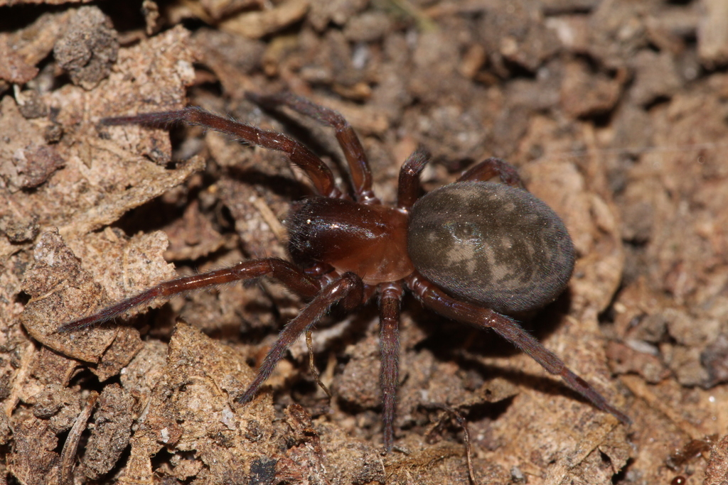 Erber's Lace-weaver