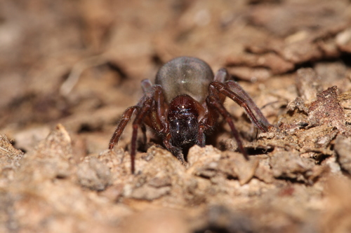 Erber's Lace-weaver