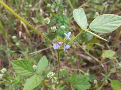Calopogonium mucunoides