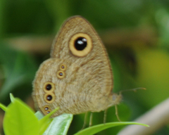 Ypthima baldus newboldi