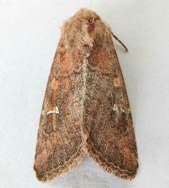 Lophoceramica artega
