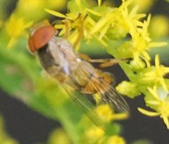 Copestylum sexmaculatum