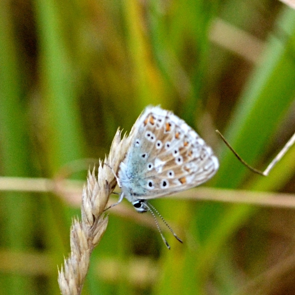 Adonis Blue from 293 01 Mladá Boleslav, Česko on August 1, 2023 at 04: ...