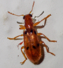 Muisca octonotata