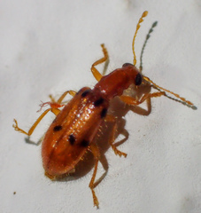 Muisca octonotata