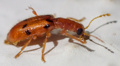 Muisca octonotata