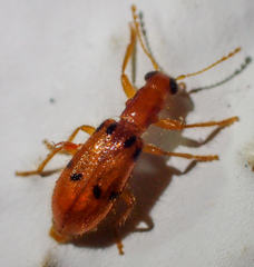Image of Muisca octonotata