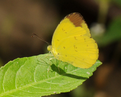 Eurema sari