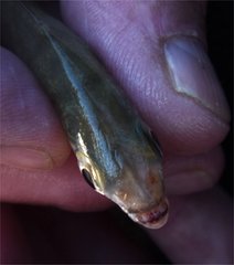 Eucinostomus harengulus