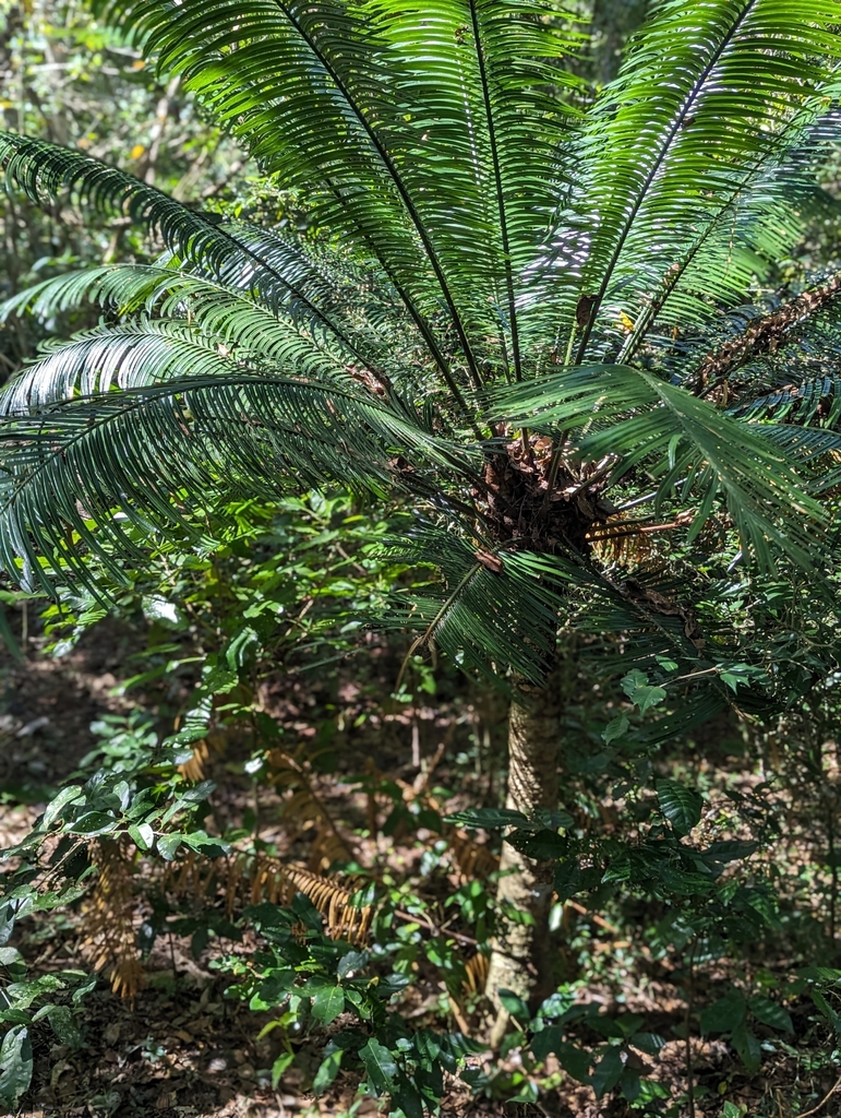 Cycas glauca (Timor Sago)