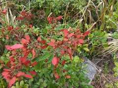 Heteropterys brachiata