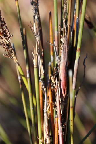 Image of Rhodocoma fruticosa by (c) Tony Rebelo, some rights reserved (CC BY-SA)