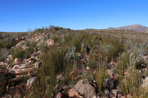 Image of Rhodocoma fruticosa by (c) Tony Rebelo, some rights reserved (CC BY-SA)