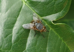 Calliphora hilli