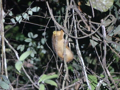 Golden Angwantibo photo 3
