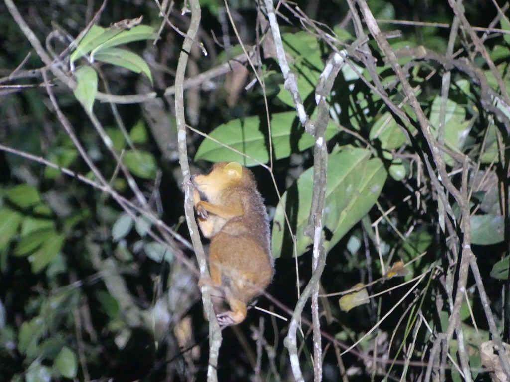 Golden Angwantibo